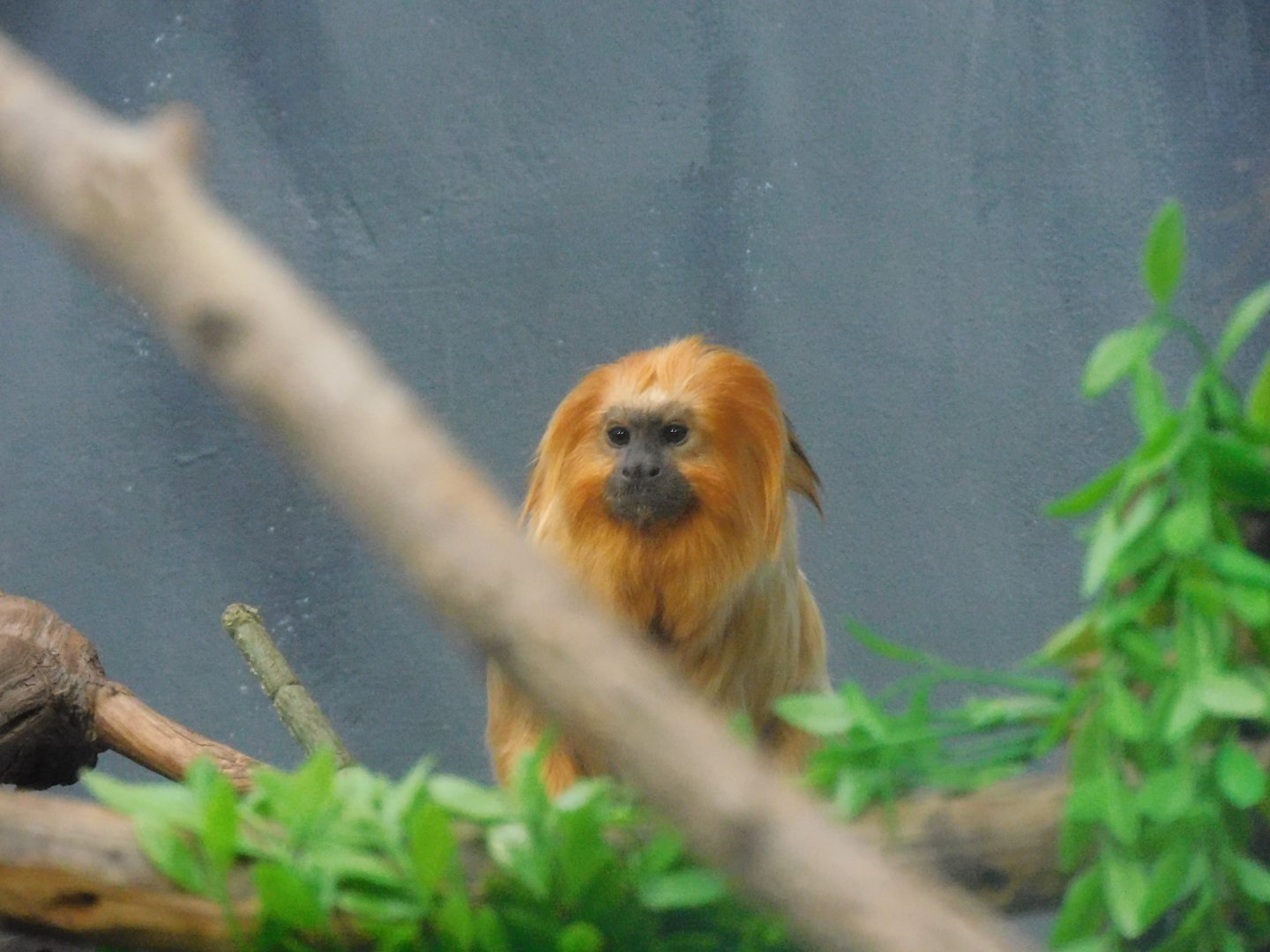 Golden lion tamarin