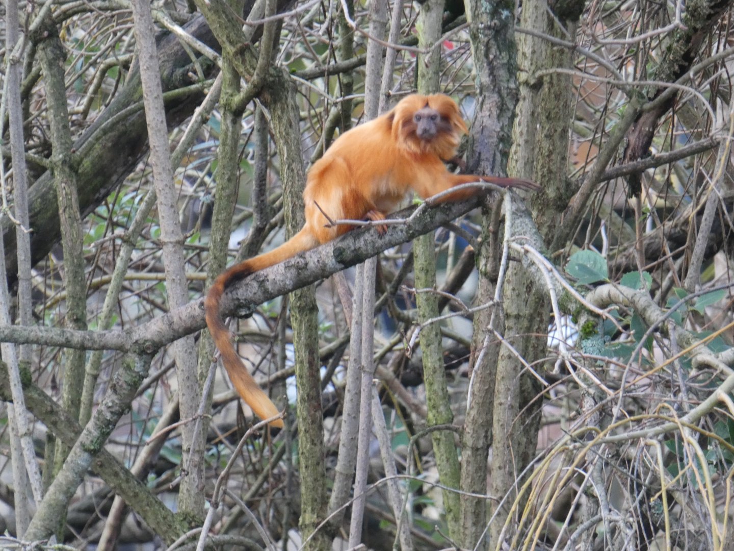Golden lion tamarin