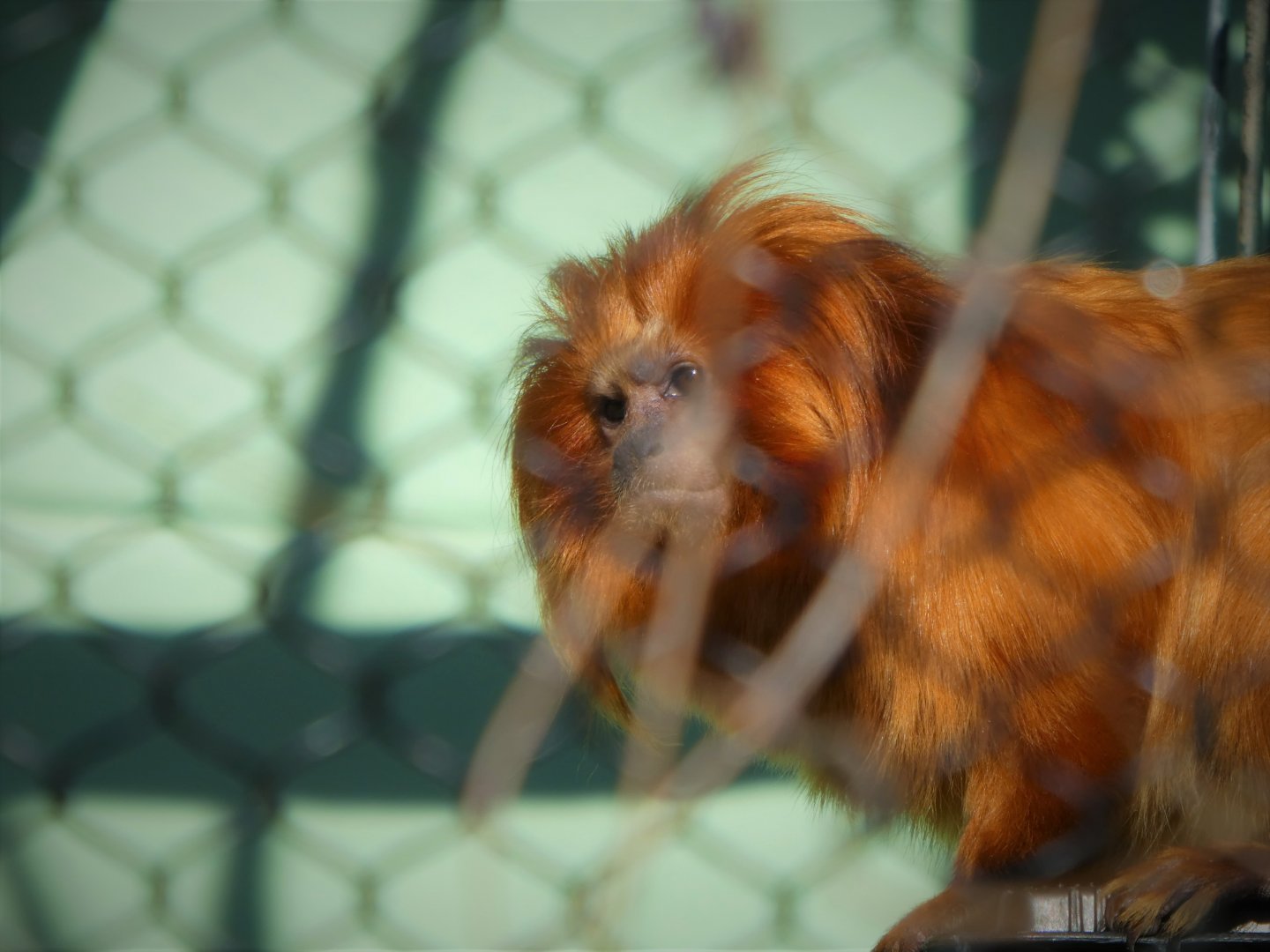 Golden Lion Tamarin