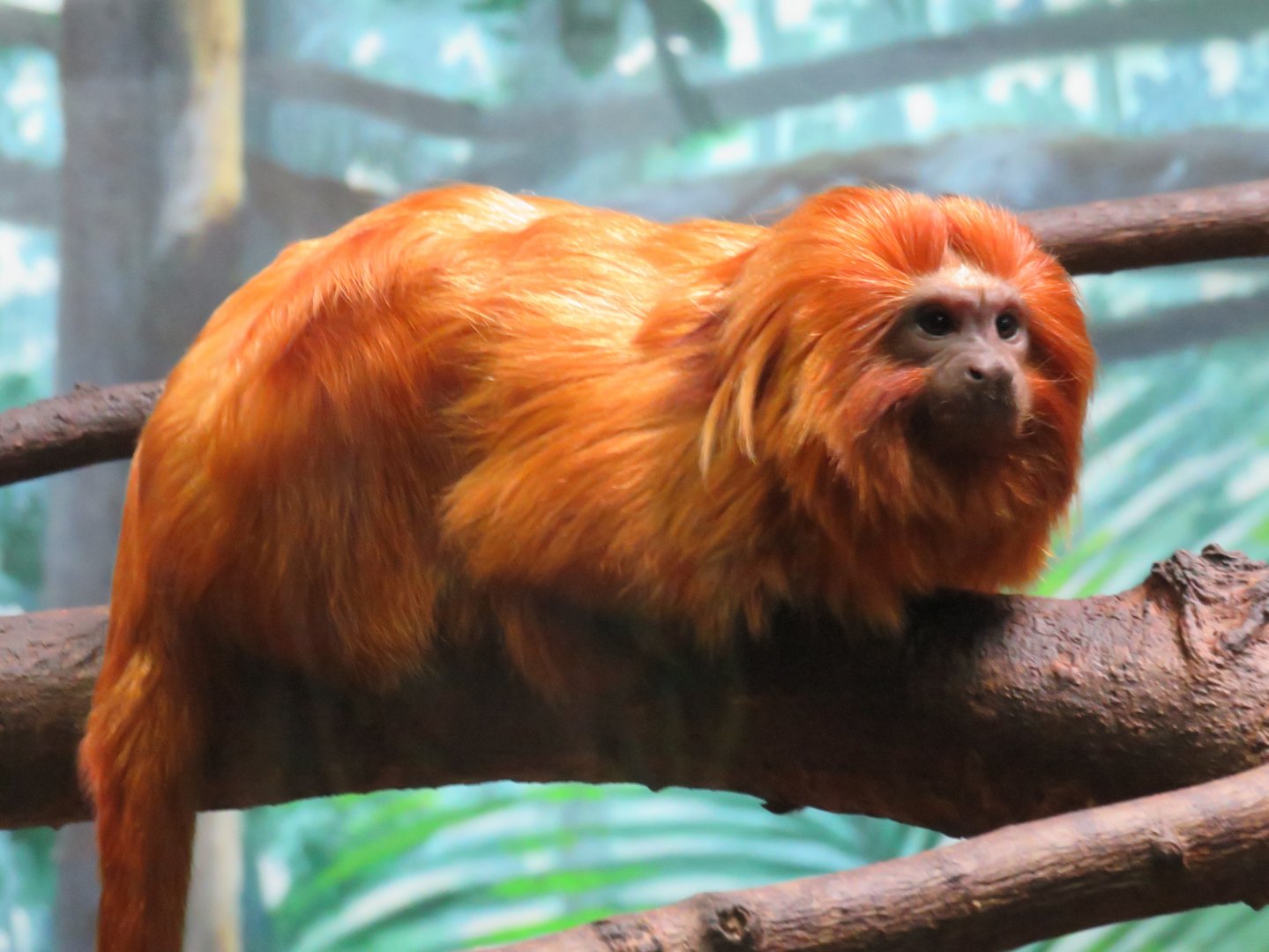 Golden lion tamarin