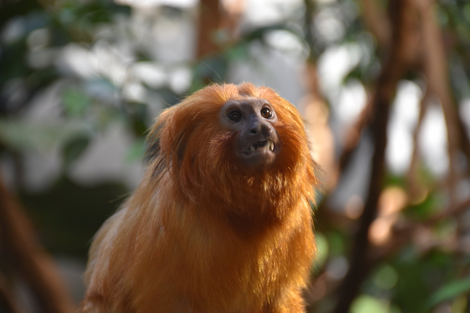 Golden lion tamarin