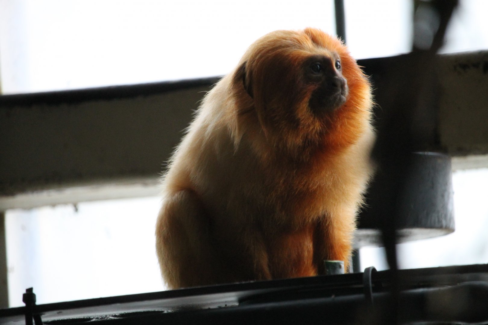 Golden lion tamarin