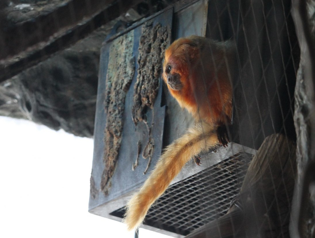 Golden Lion Tamarin