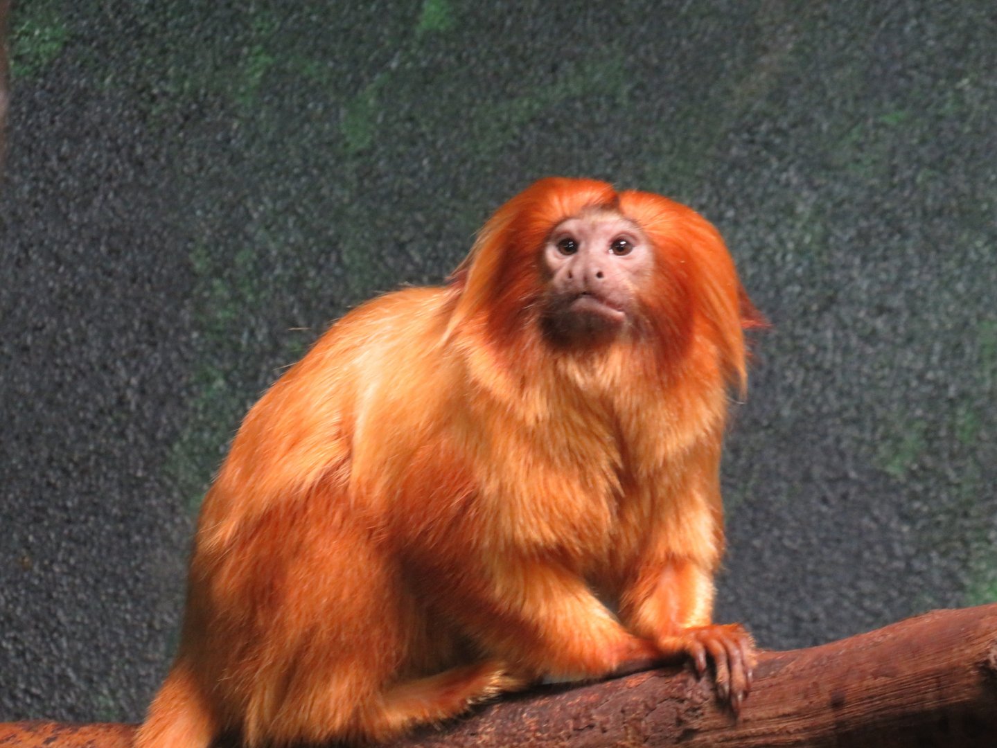 Golden lion tamarin