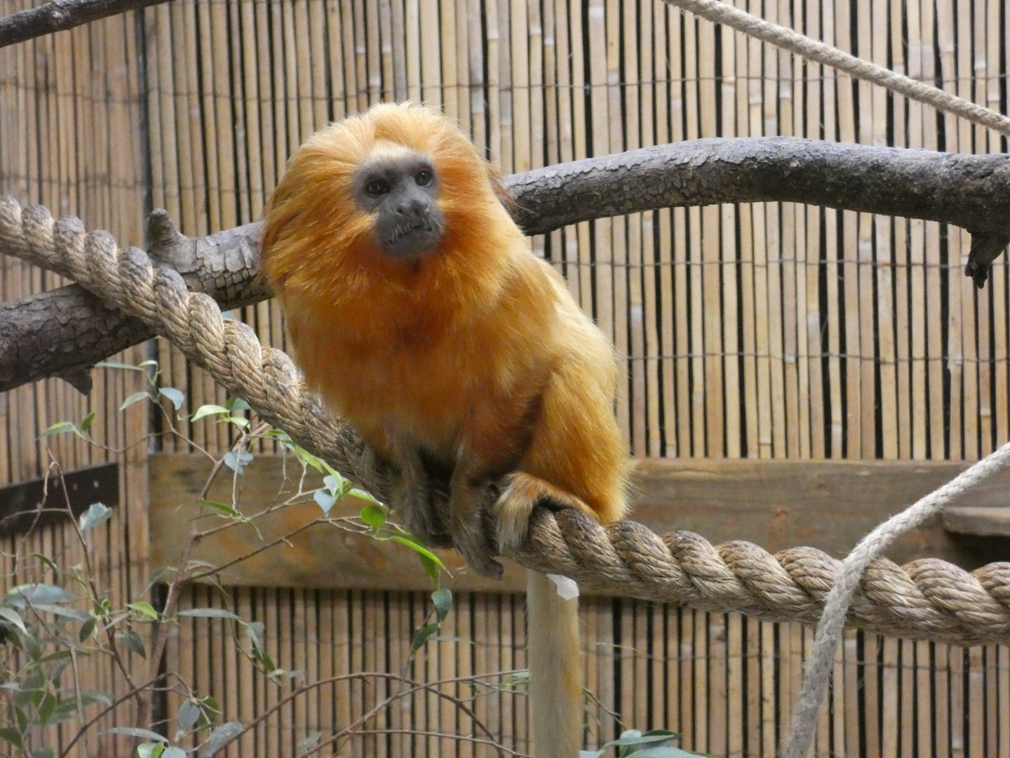 Golden lion tamarin