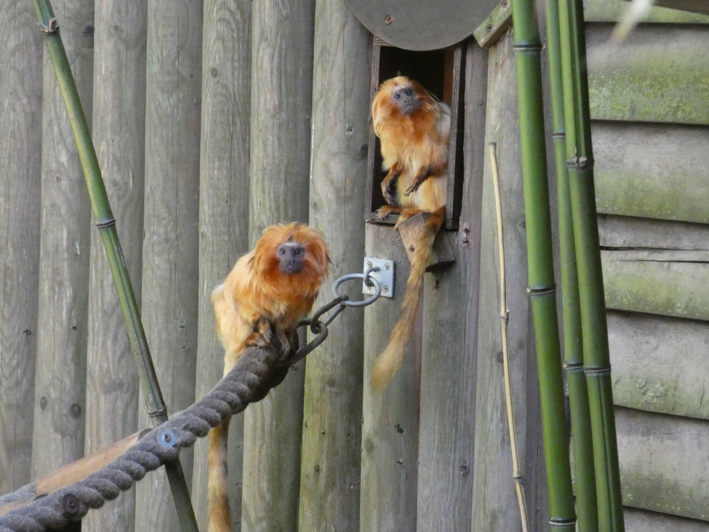 Golden lion tamarin