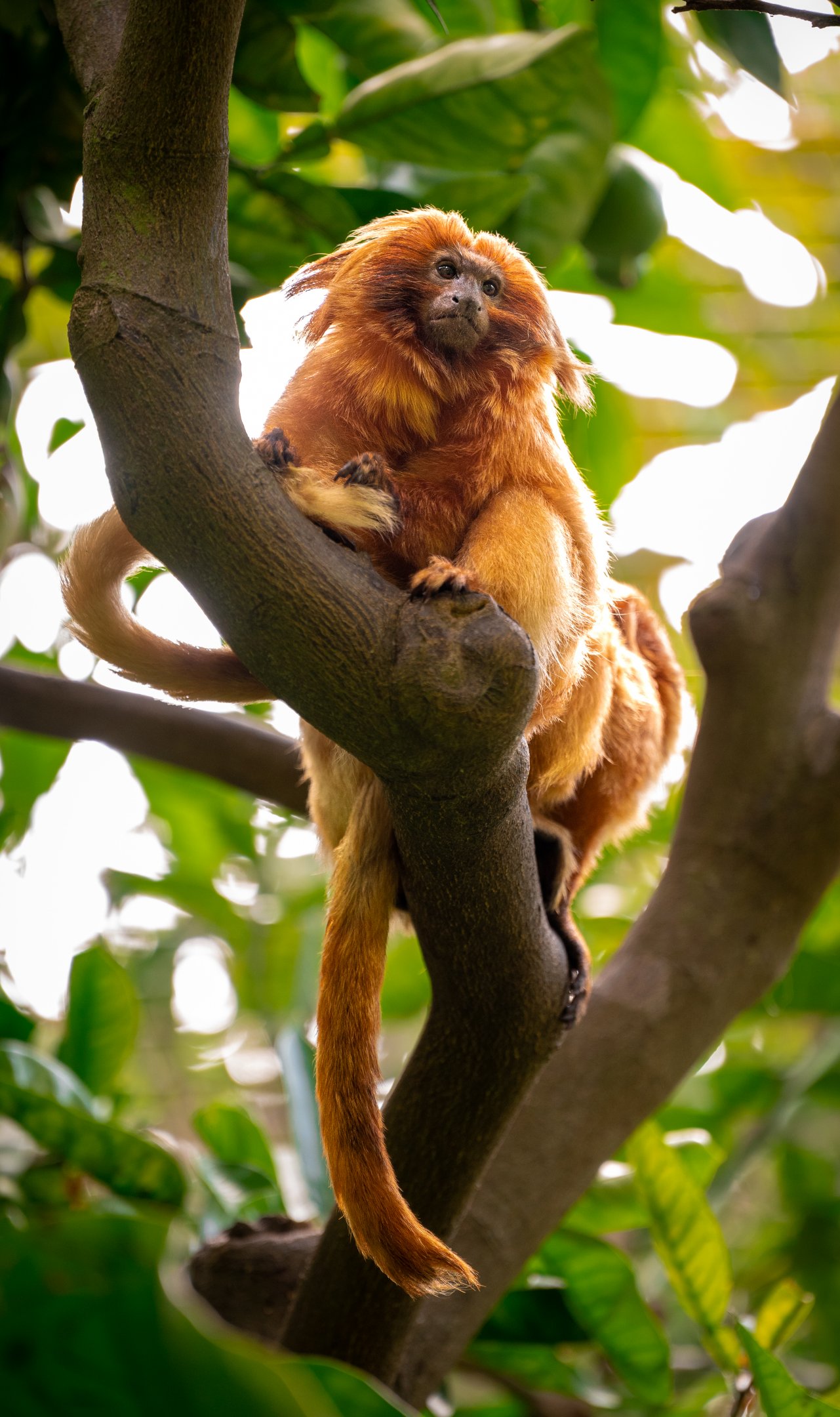 Golden Lion Tamarin