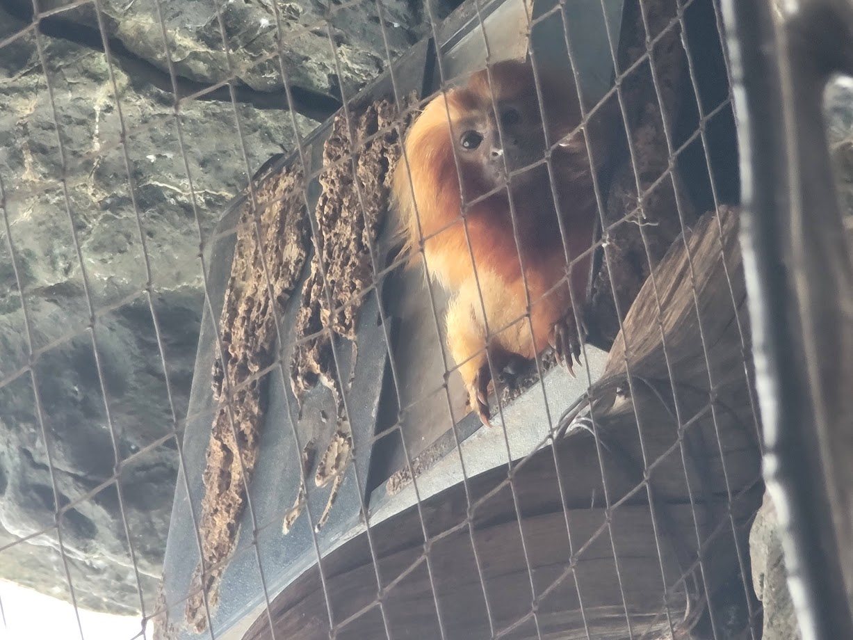 Golden Lion Tamarin