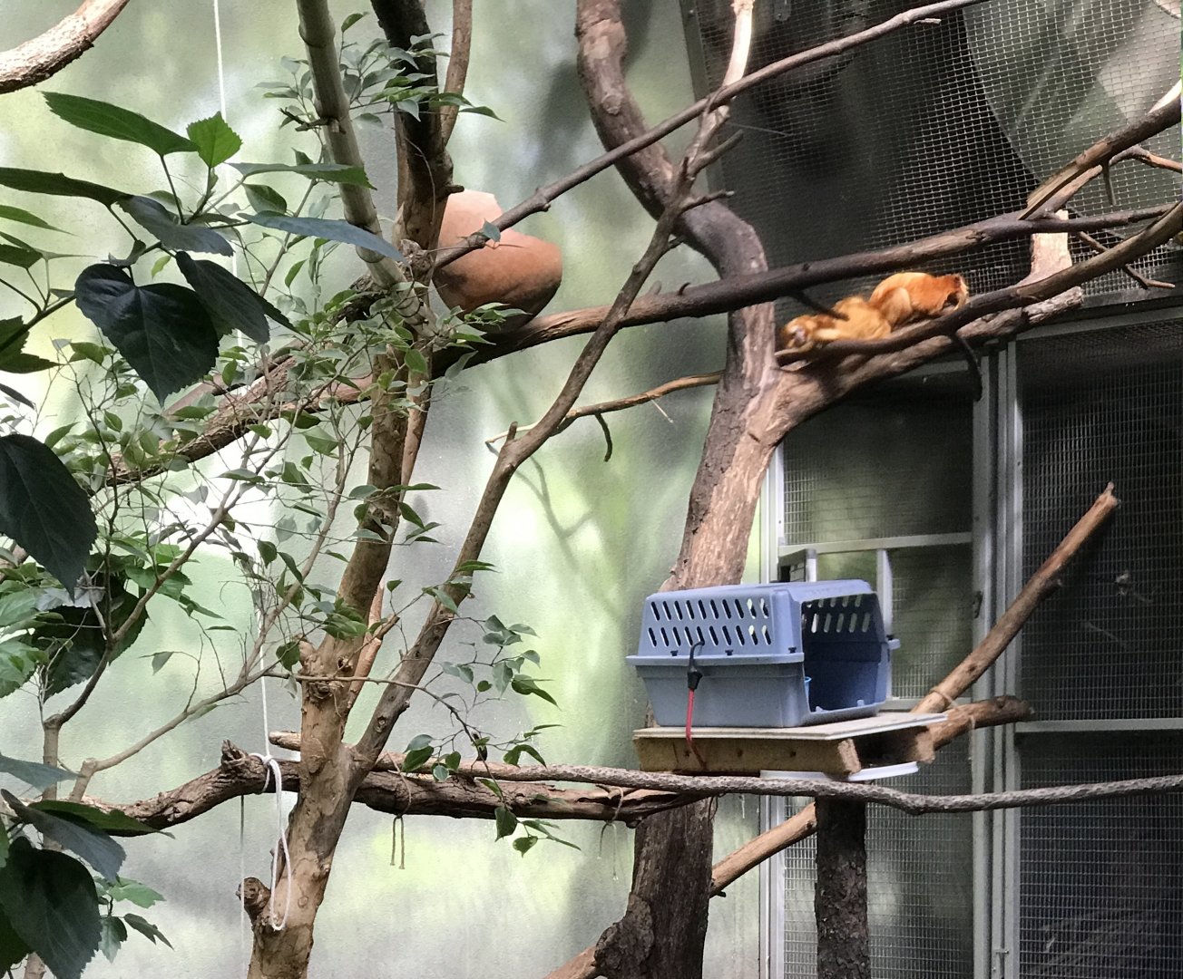 Golden Lion Tamarin