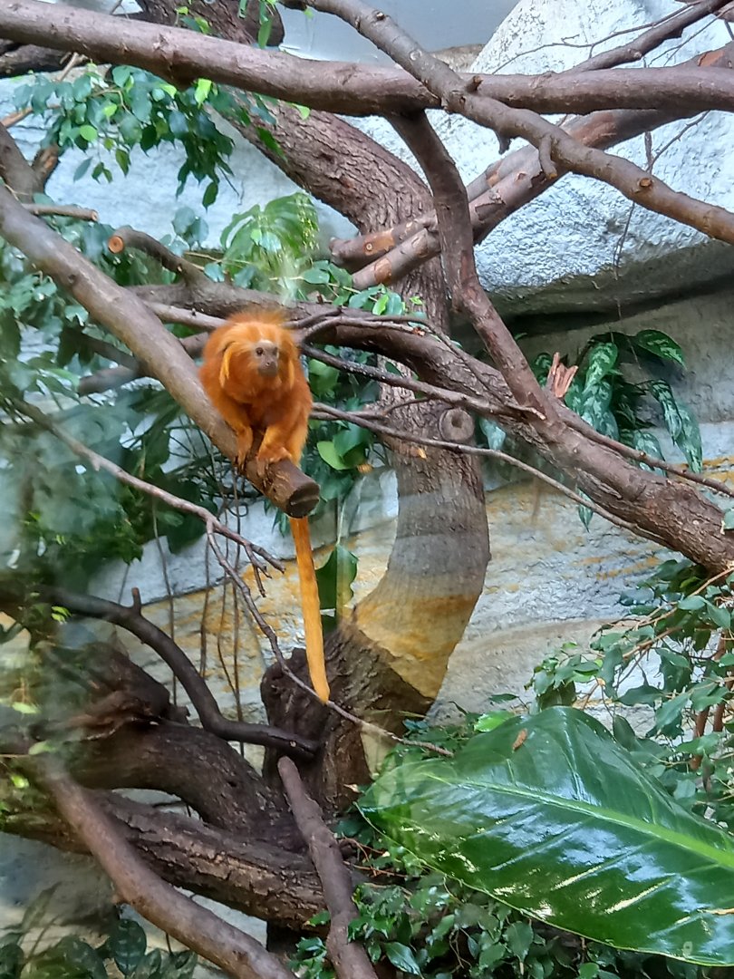 Golden lion tamarin