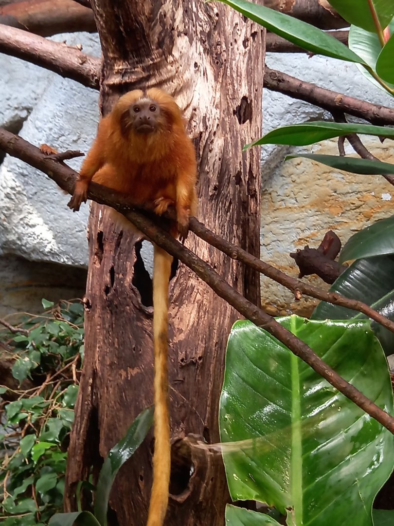 Golden lion tamarin