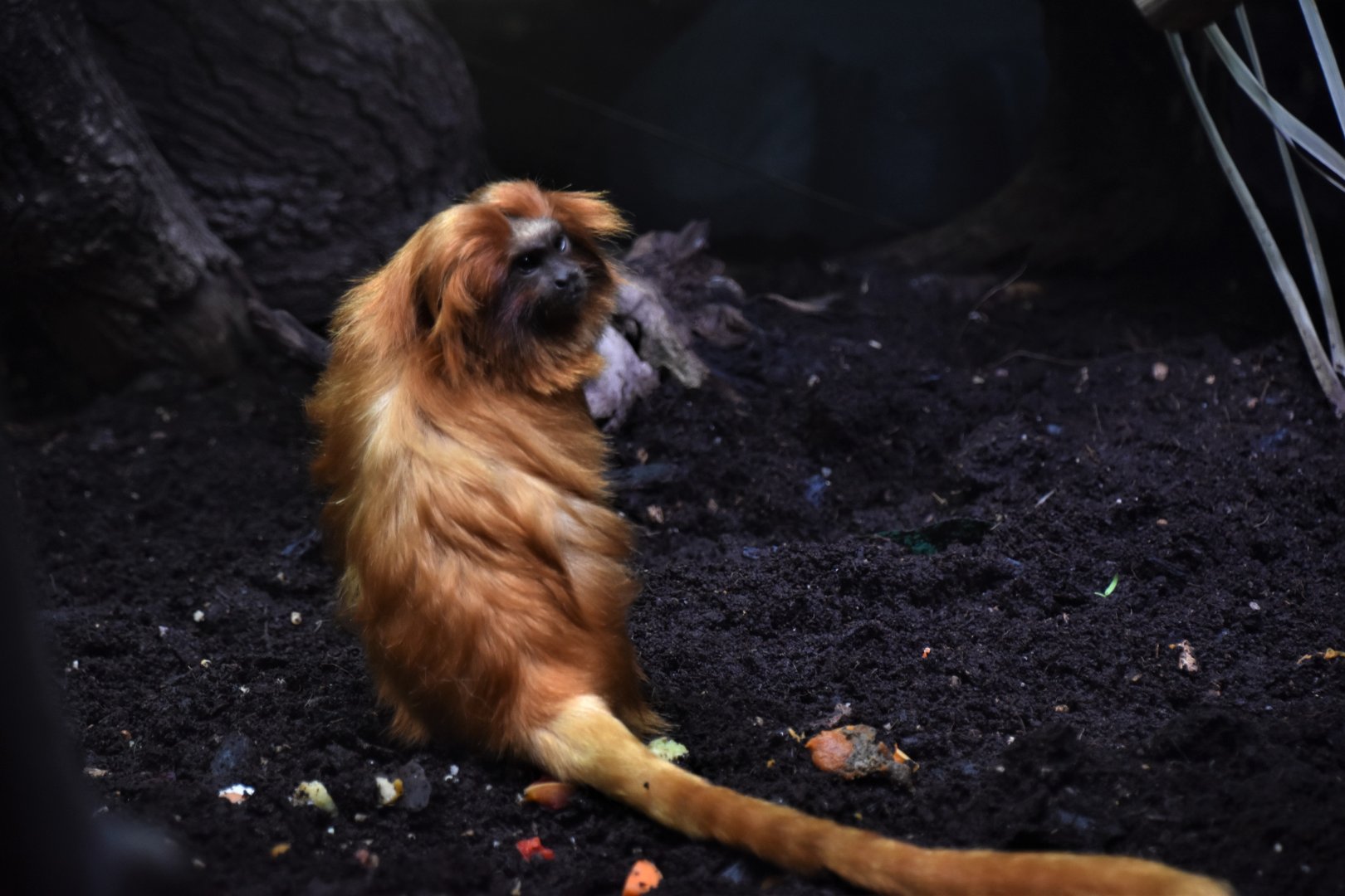 Golden lion tamarin