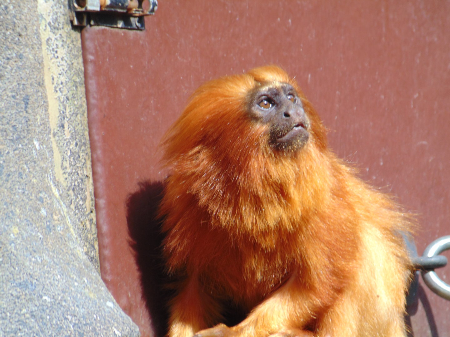 Golden Lion Tamarin