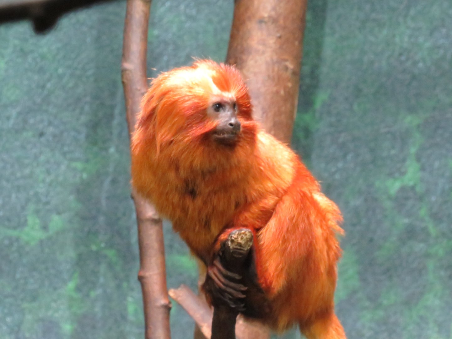 Golden lion tamarin