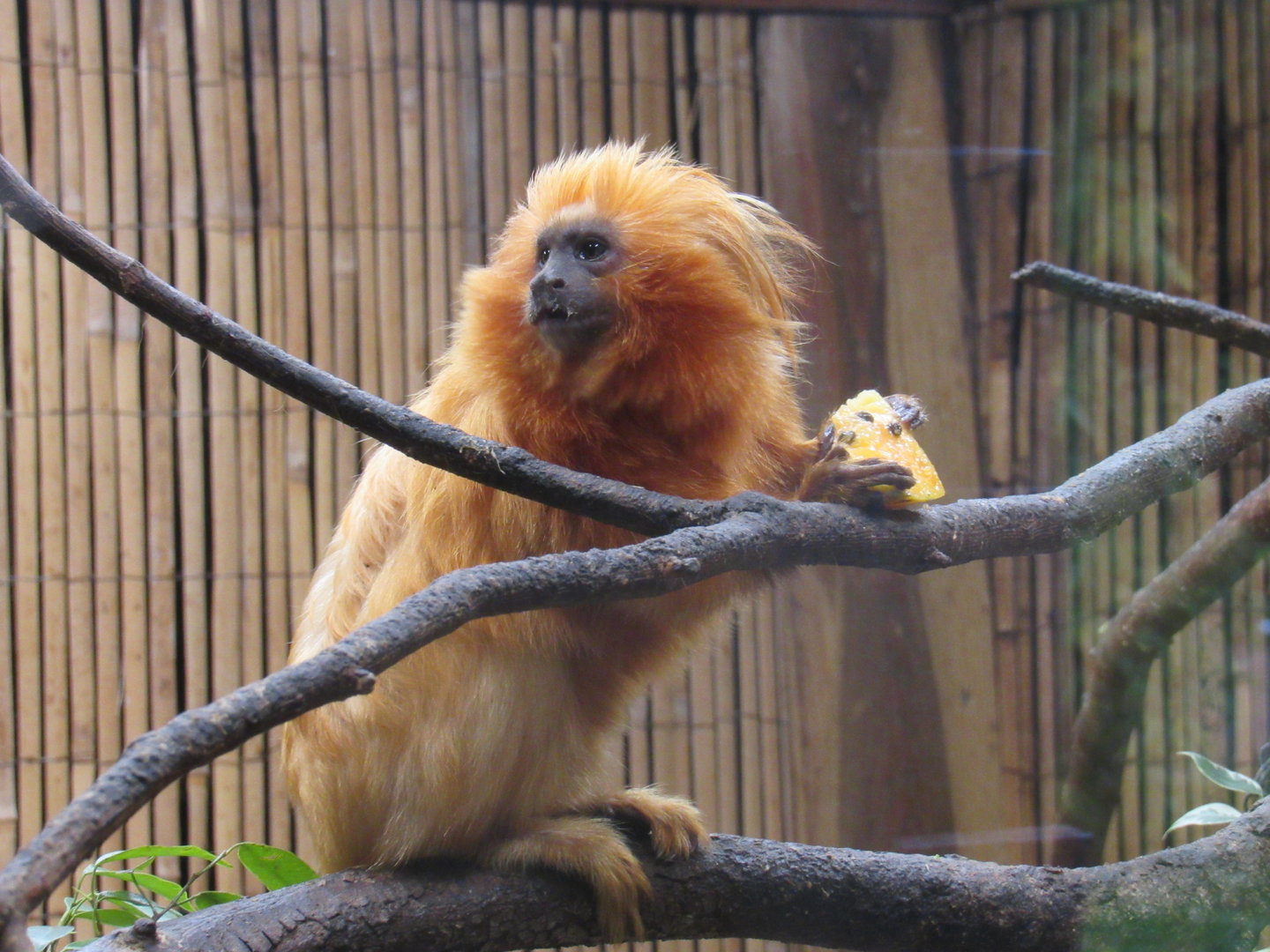 Golden Lion Tamarin