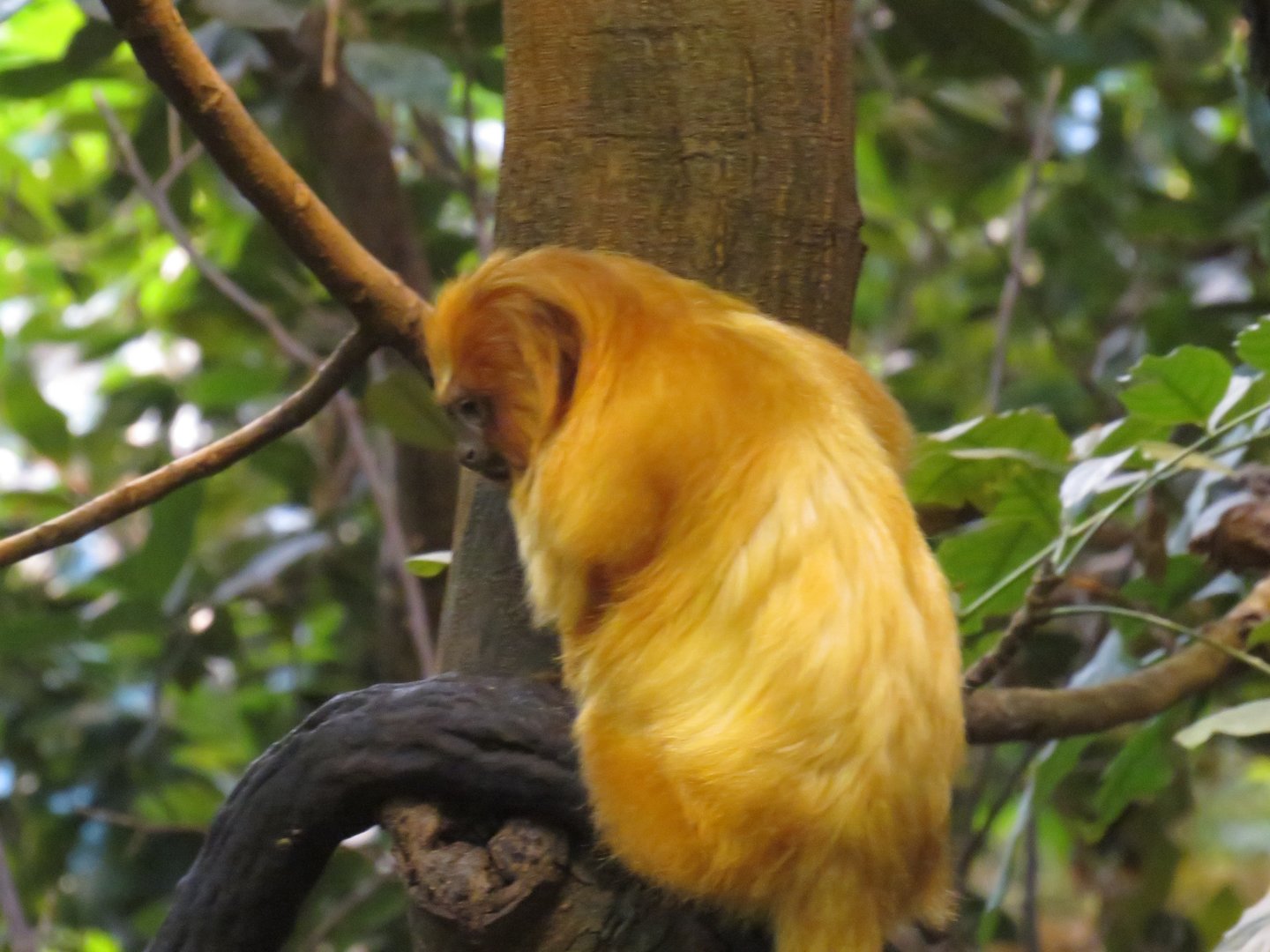 Golden lion tamarin