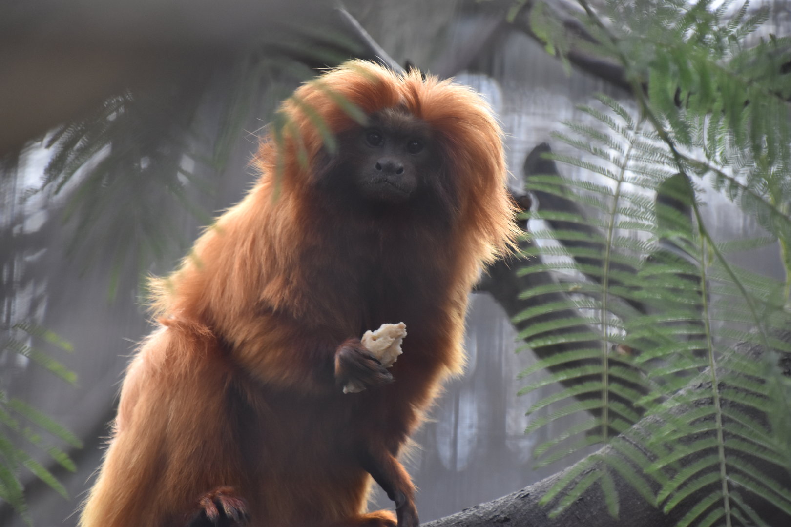 Golden lion tamarin