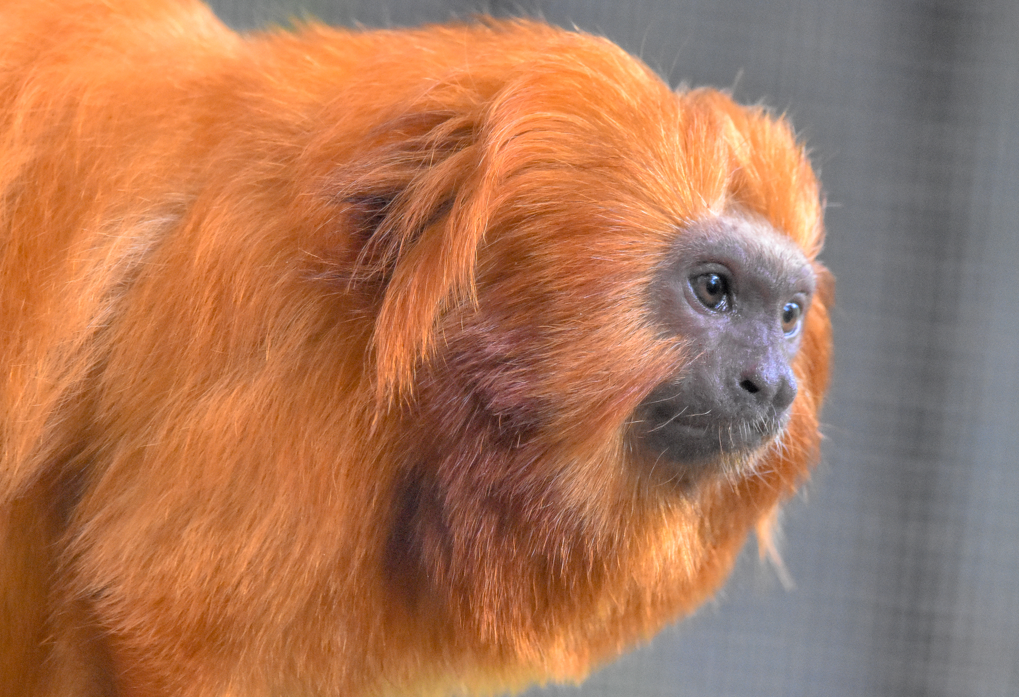 Golden Lion Tamarin
