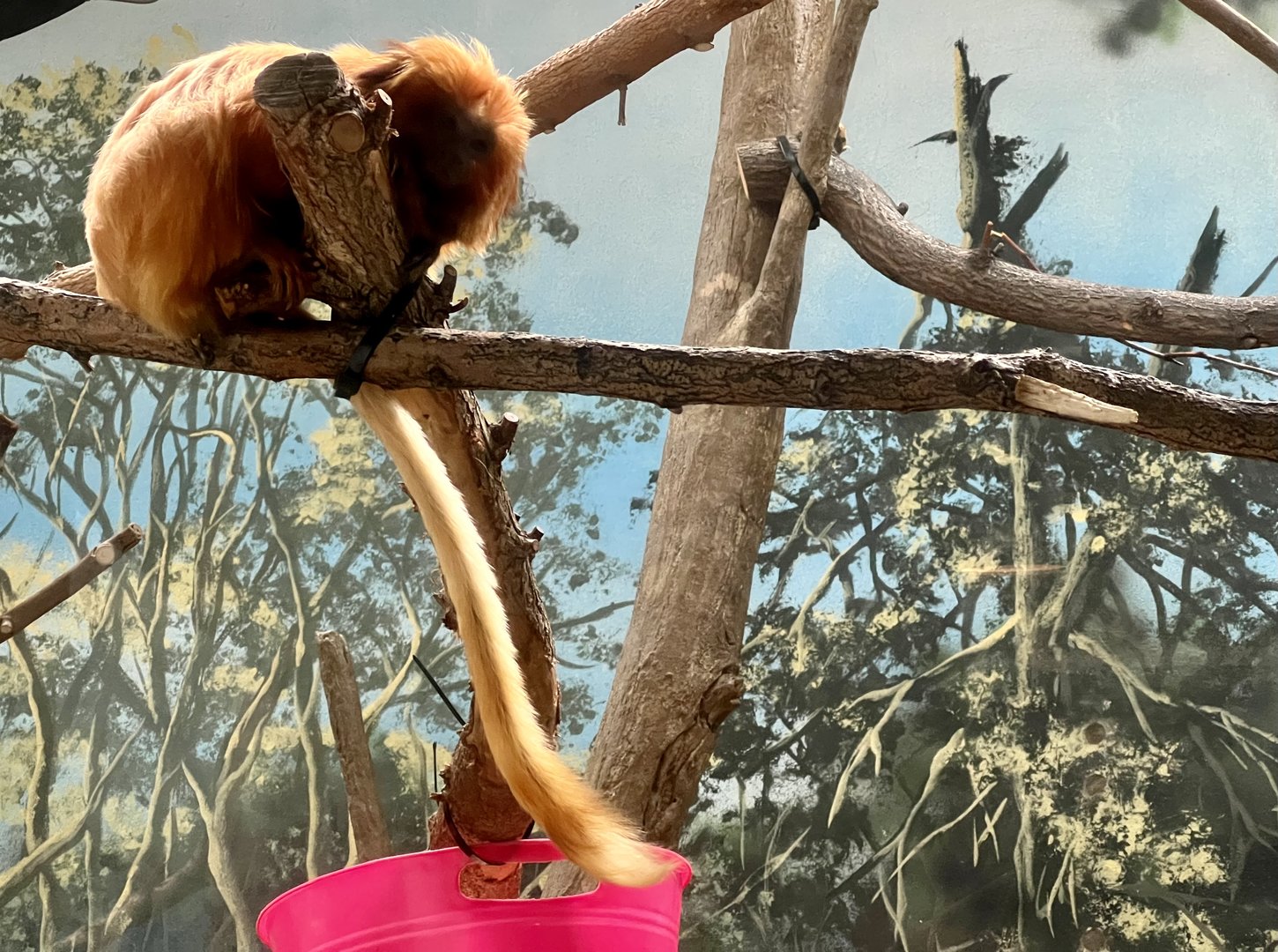 Golden Lion Tamarin