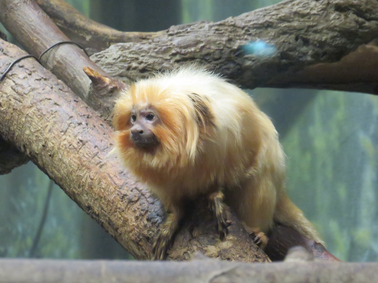 Golden lion tamarin