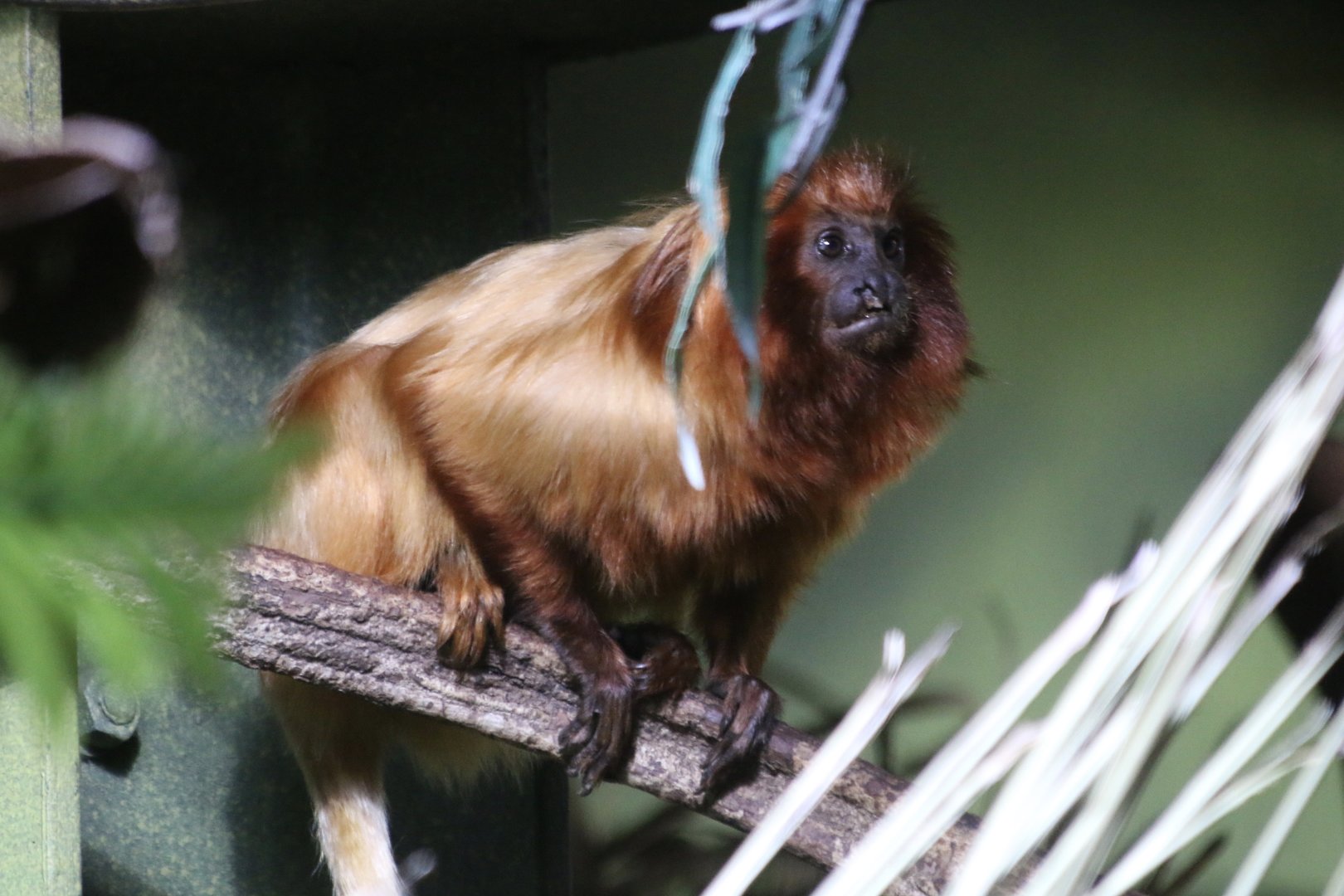 Golden Lion Tamarin