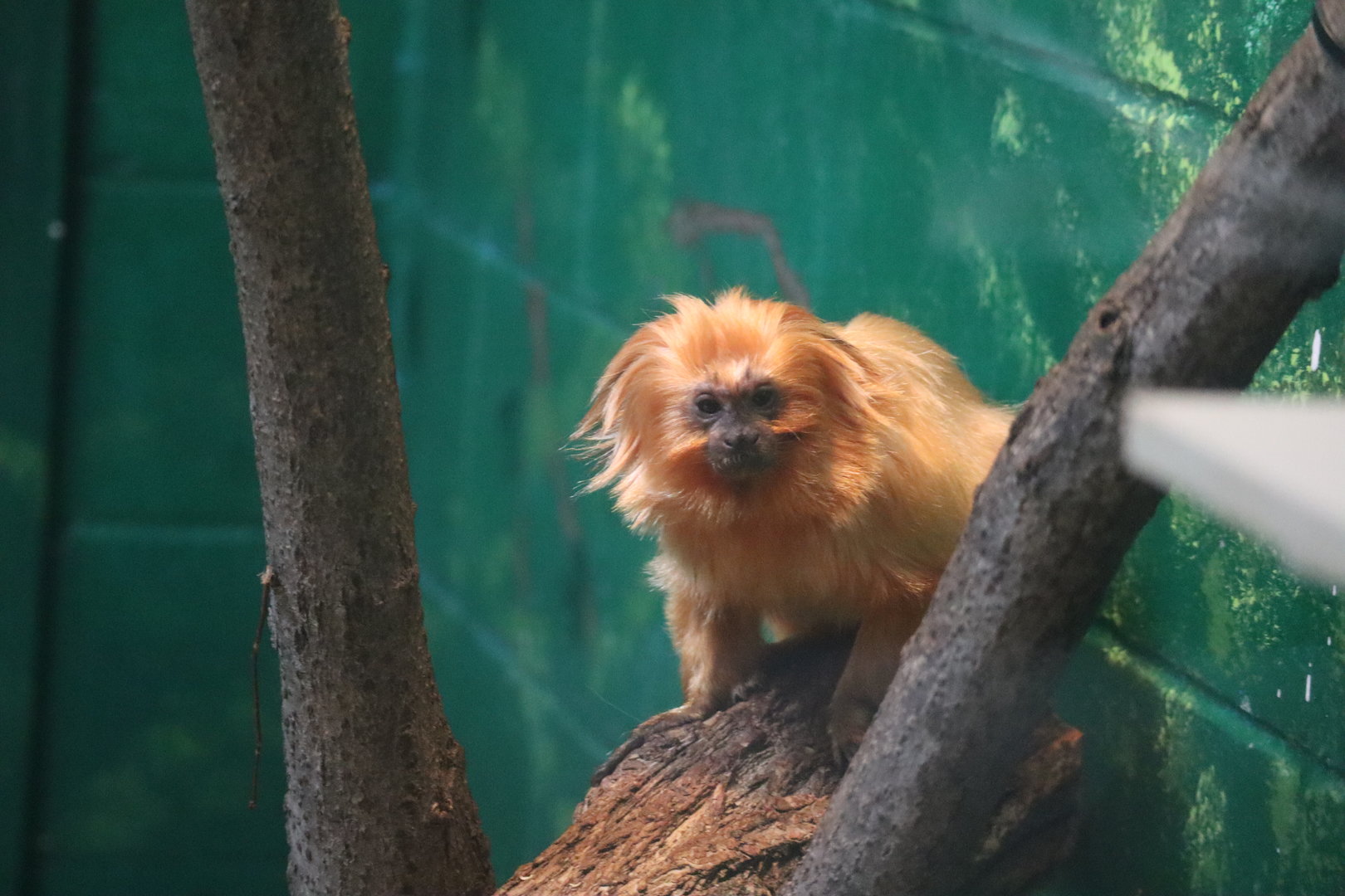 Golden Lion Tamarin