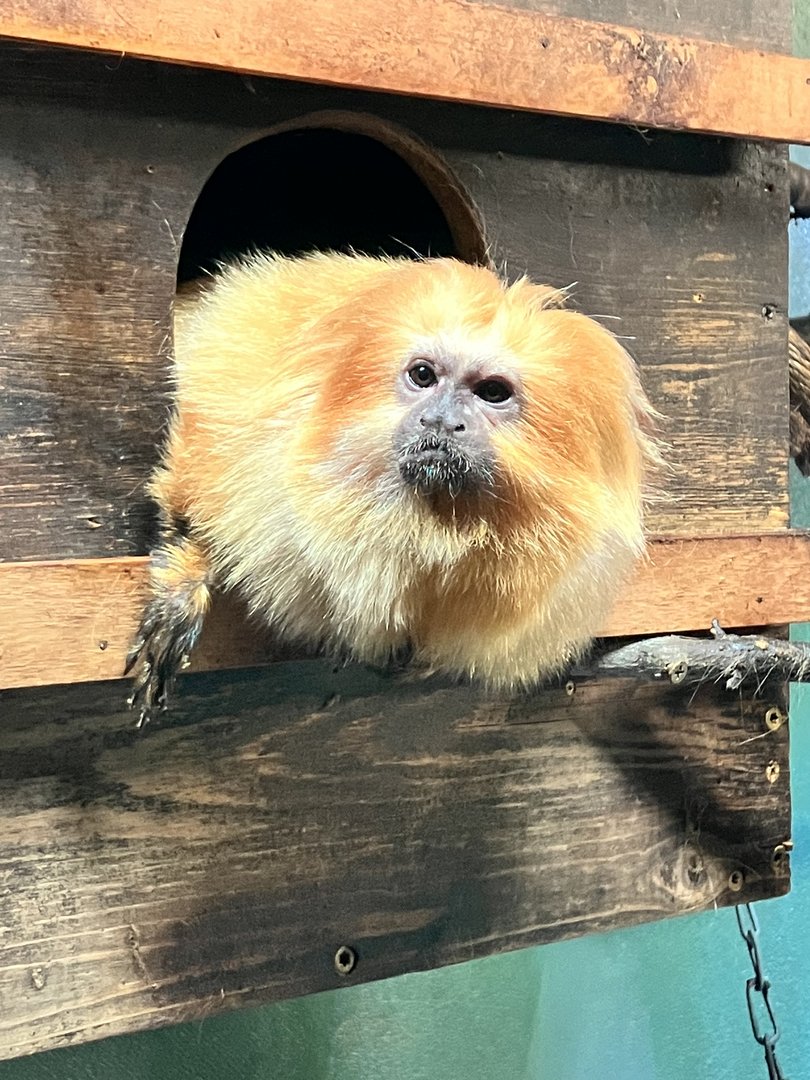 Golden Lion Tamarin