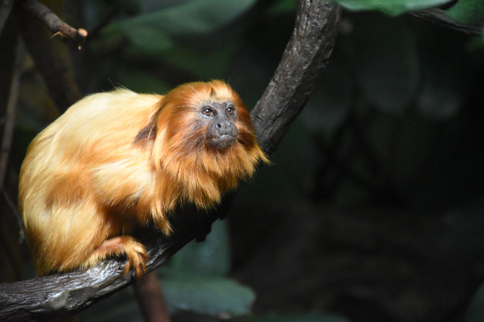 Golden lion tamarin