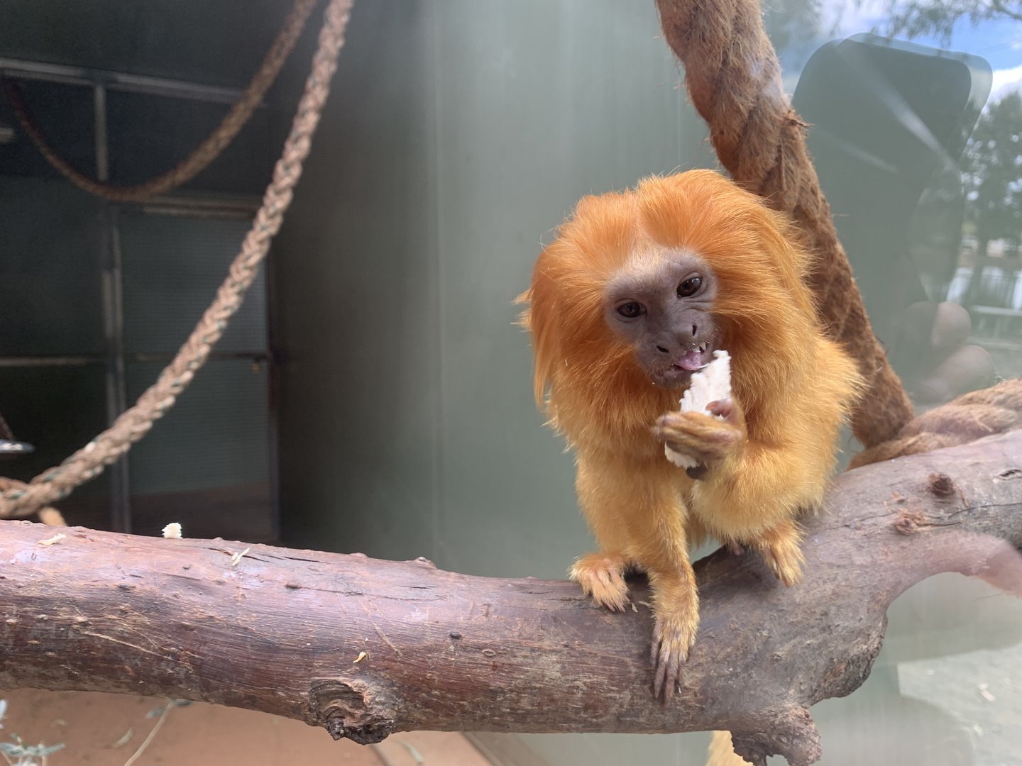 Golden Lion Tamarin