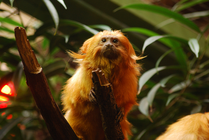 Golden lion tamarin