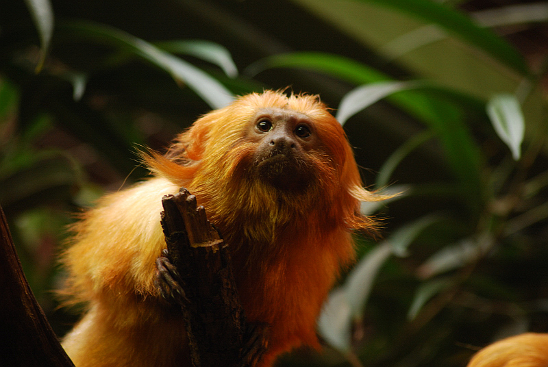 Golden lion tamarin