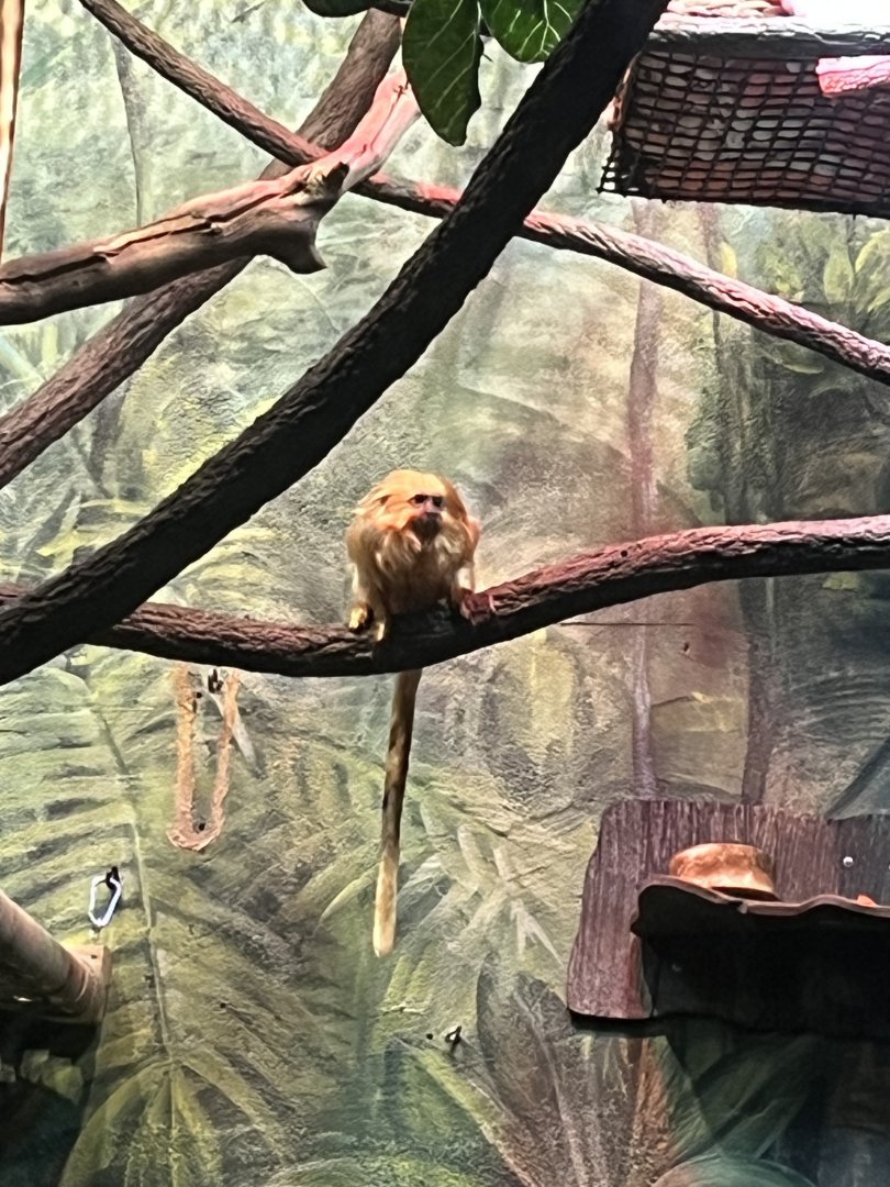 Golden Lion Tamarin