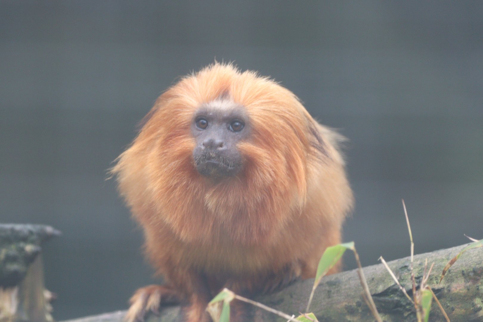 Golden Lion Tamarin