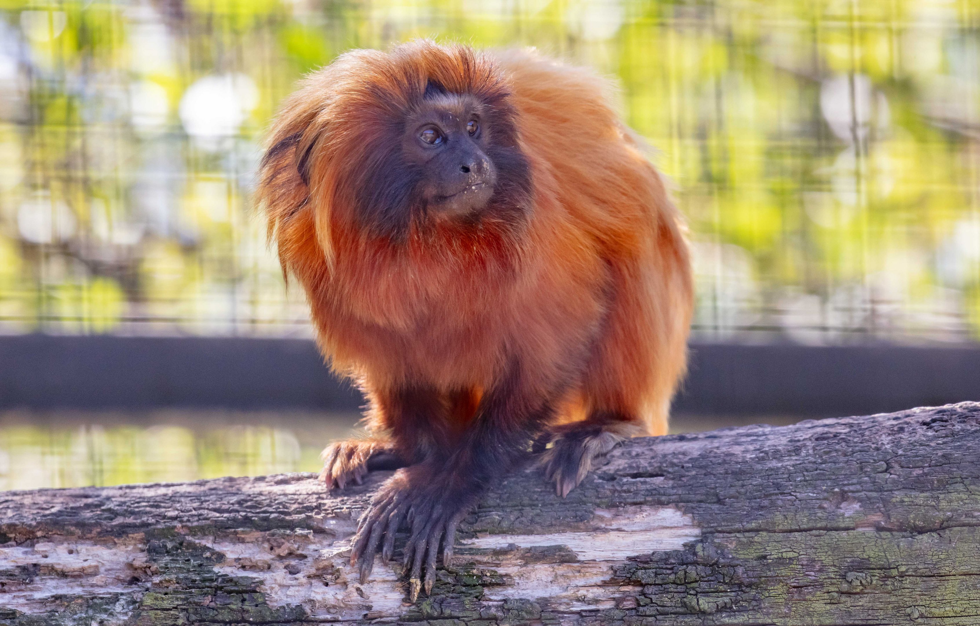 Golden Lion Tamarin