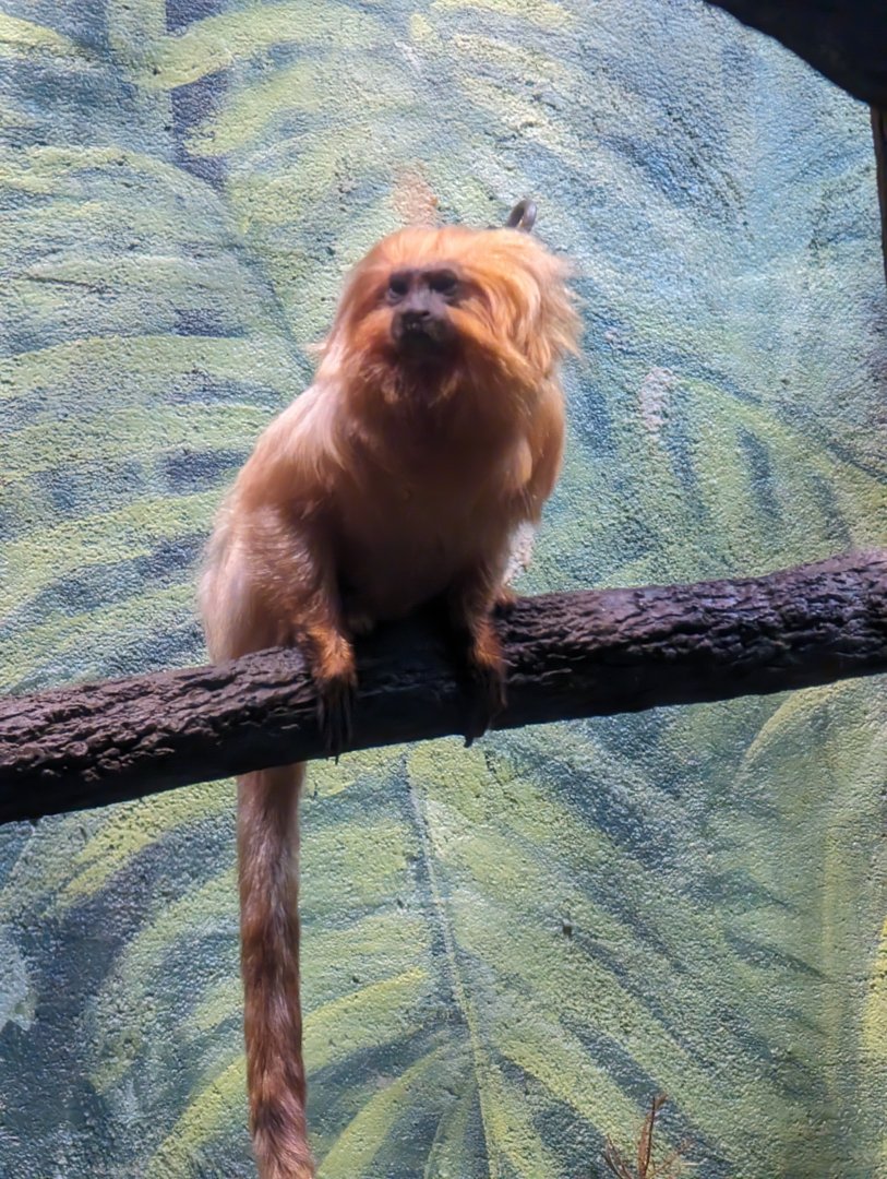 Golden Lion Tamarin