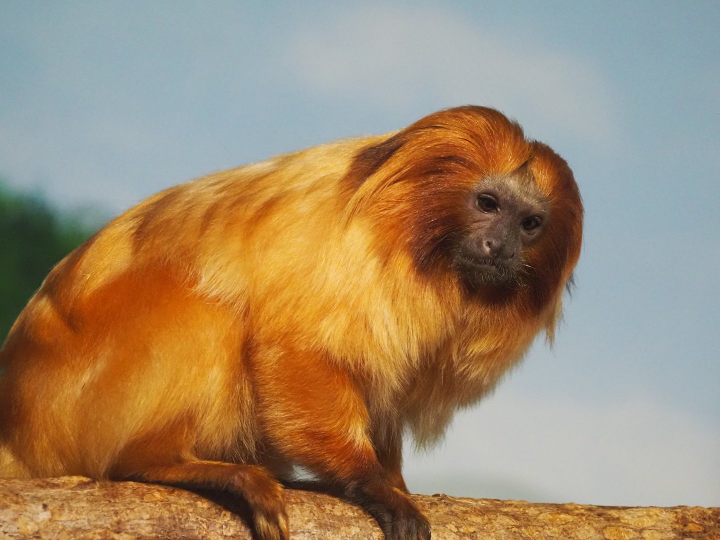 Golden Lion Tamarin