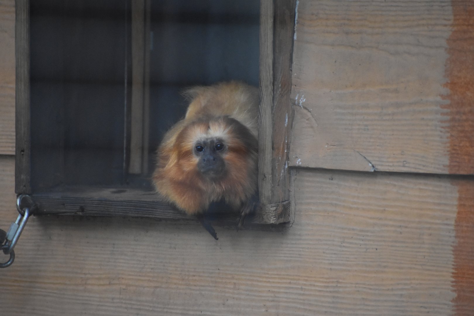Golden Lion Tamarin