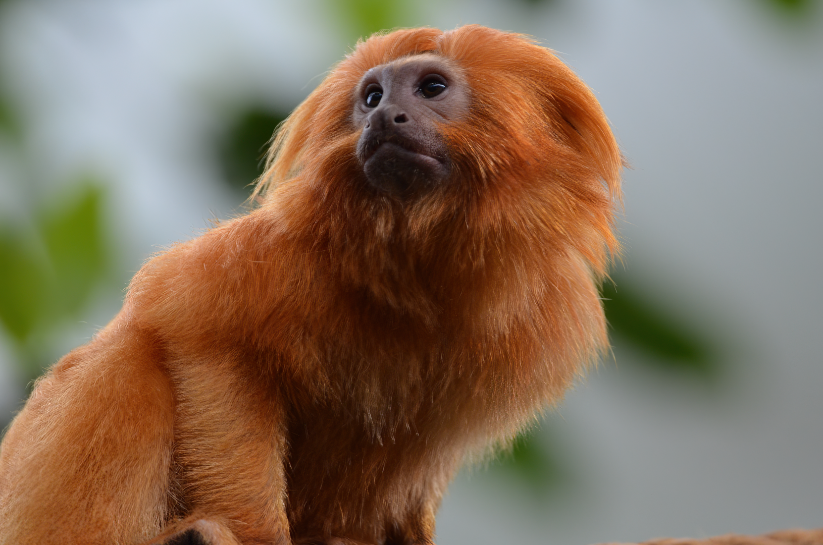 Golden Lion Tamarin