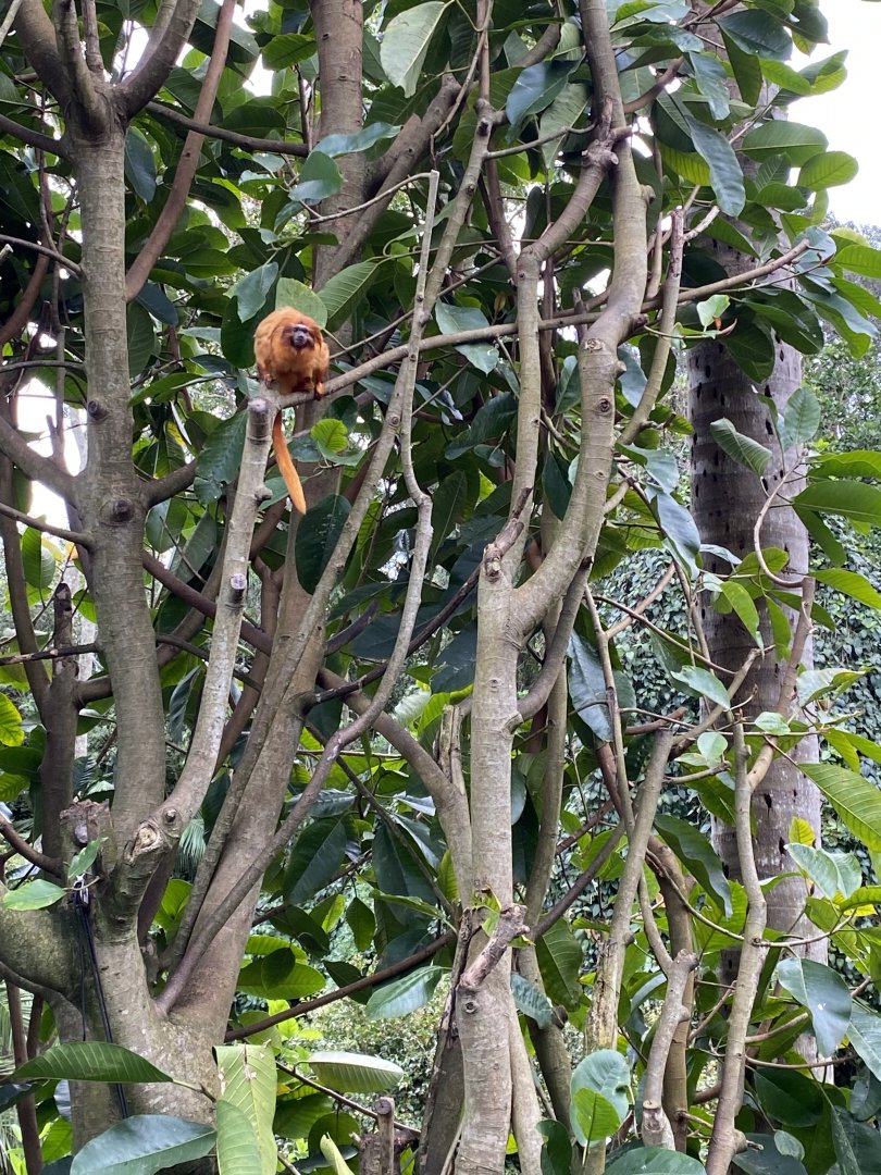 Golden Lion Tamarin