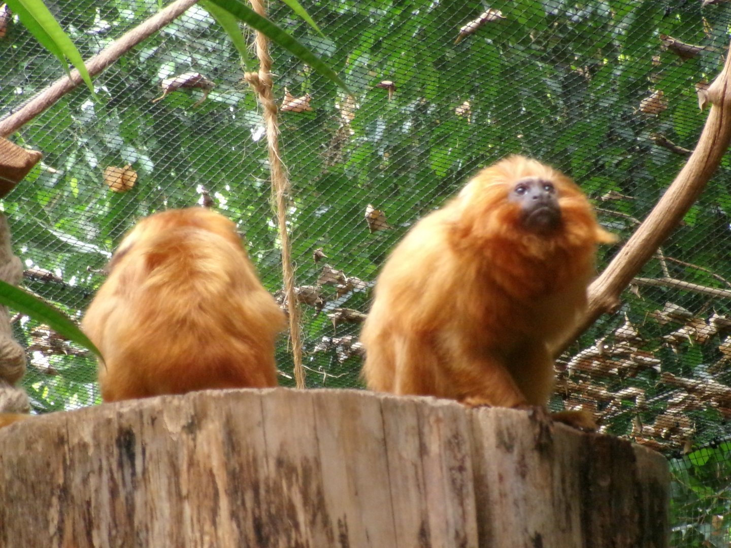 Golden lion tamarin