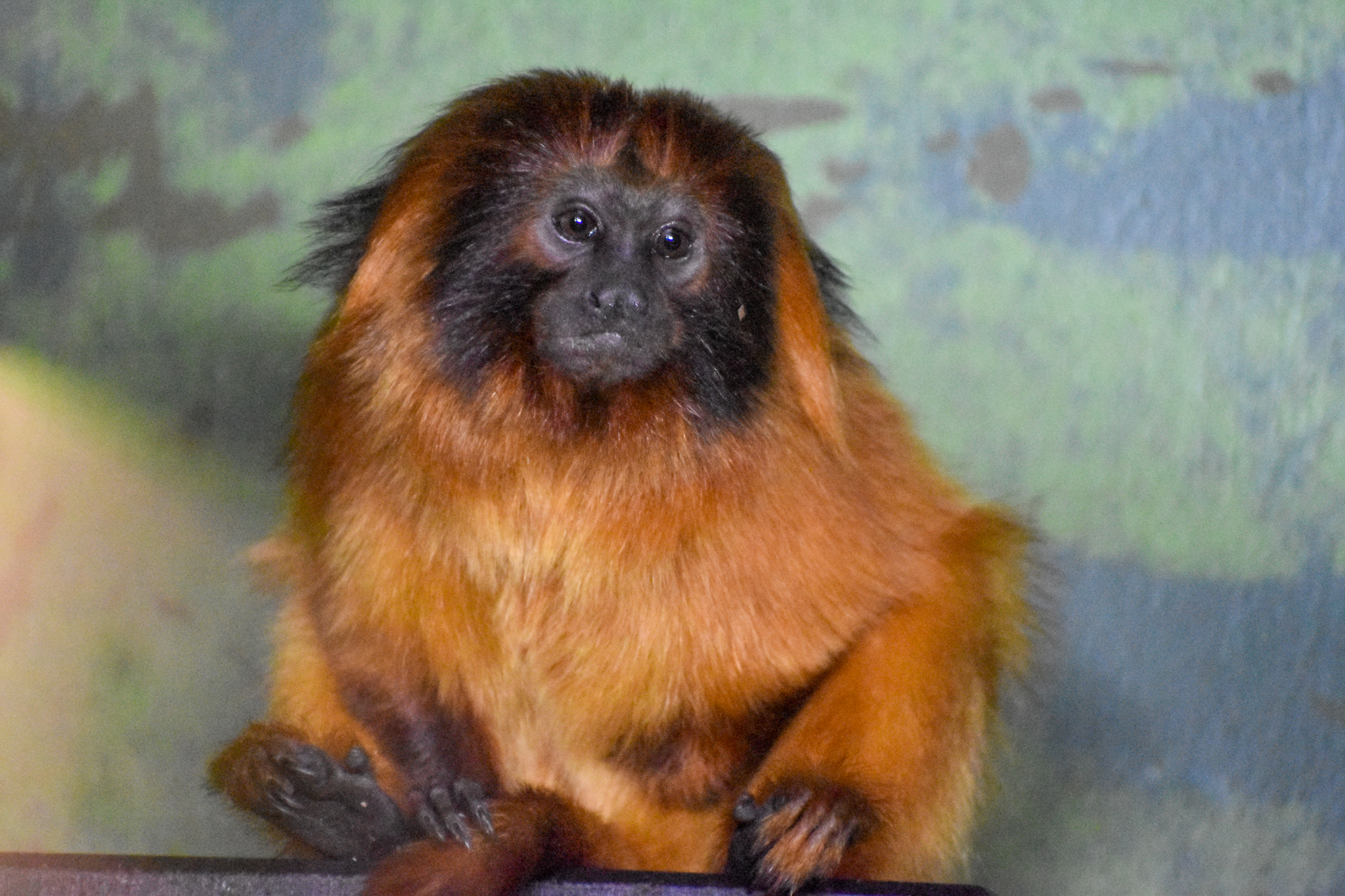 Golden Lion Tamarin