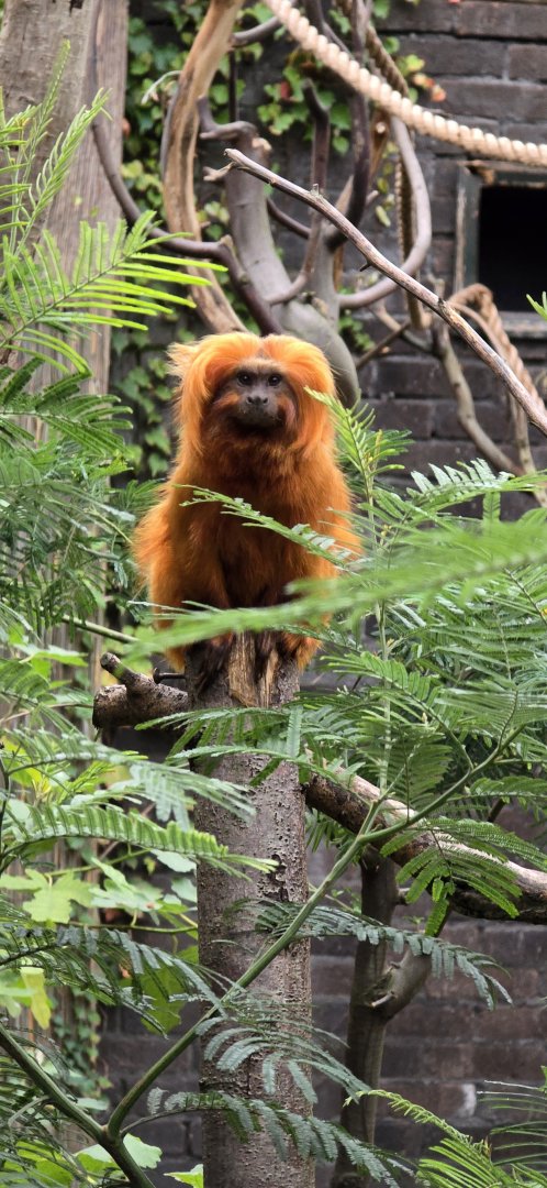 Golden lion tamarin