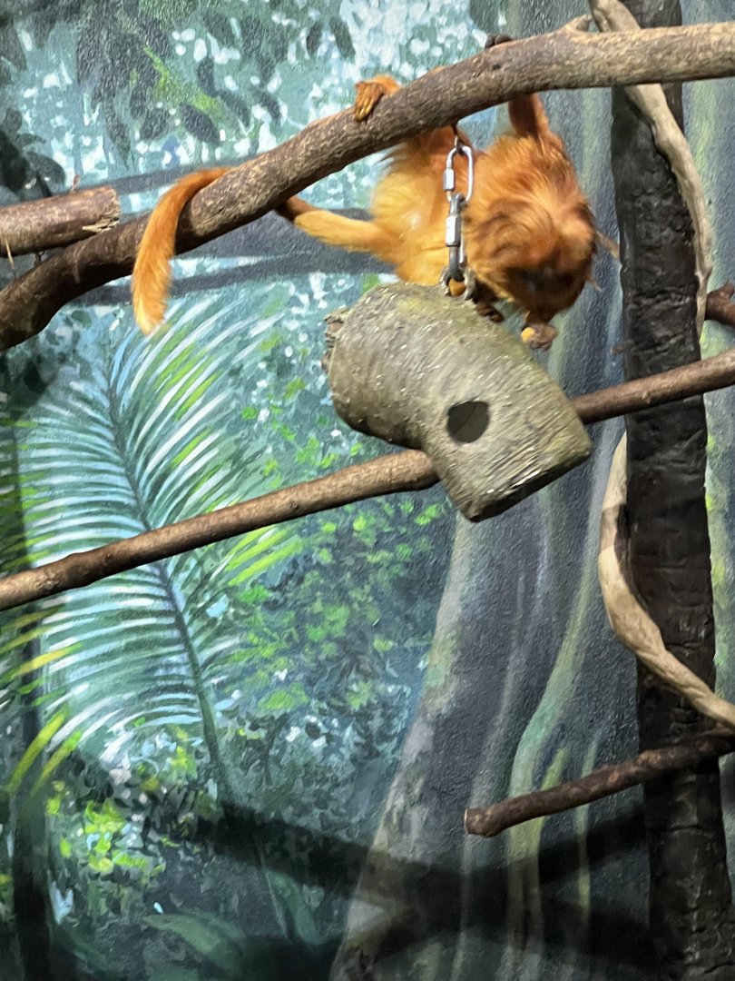 Golden Lion Tamarin