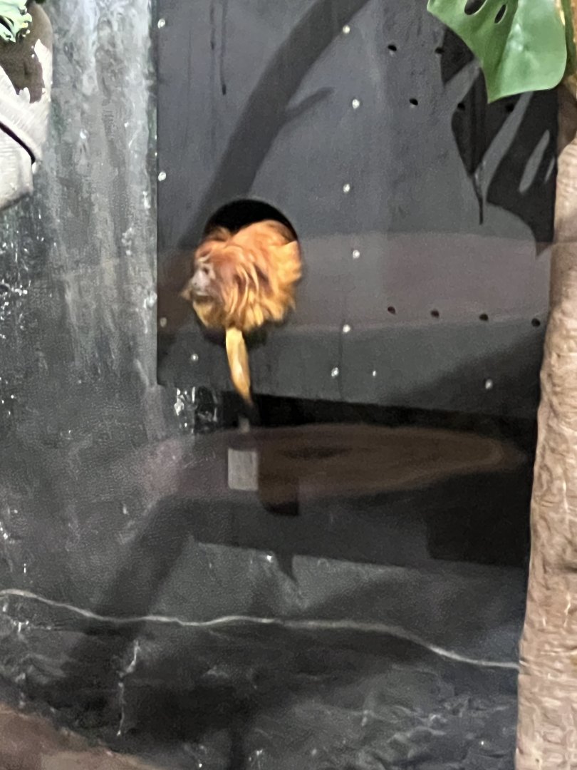 Golden Lion Tamarin