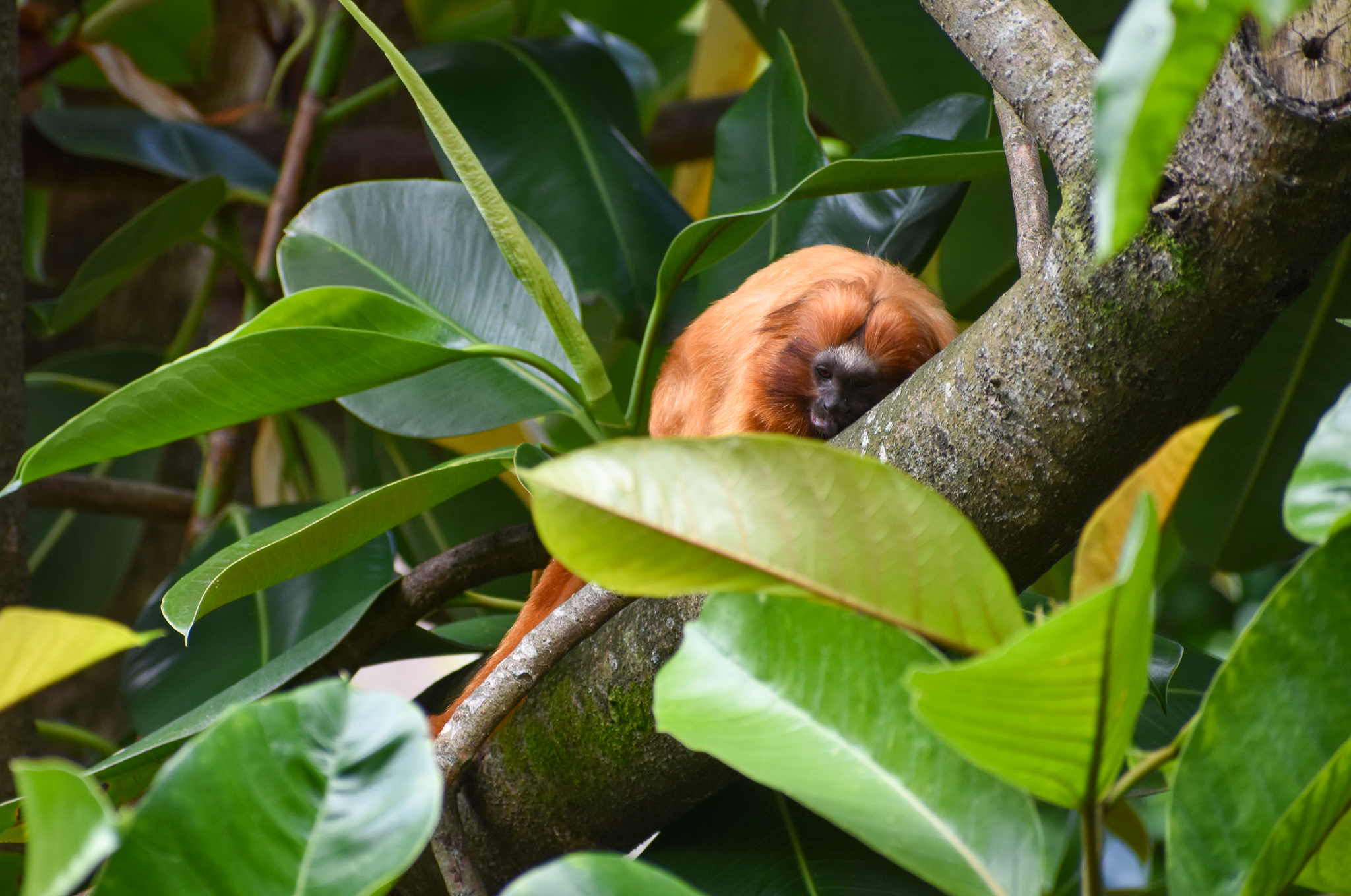 Golden Lion Tamarin