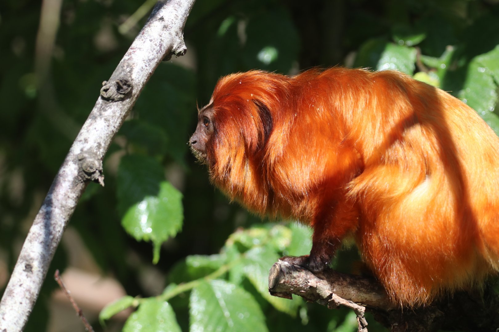 Golden lion tamarin