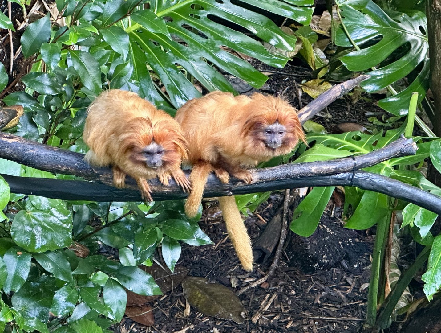 Golden lion tamarin