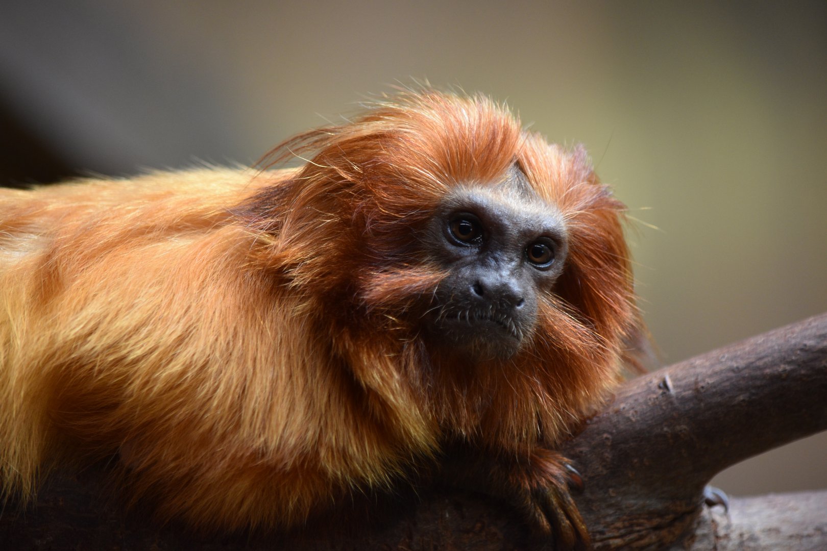Golden lion tamarin