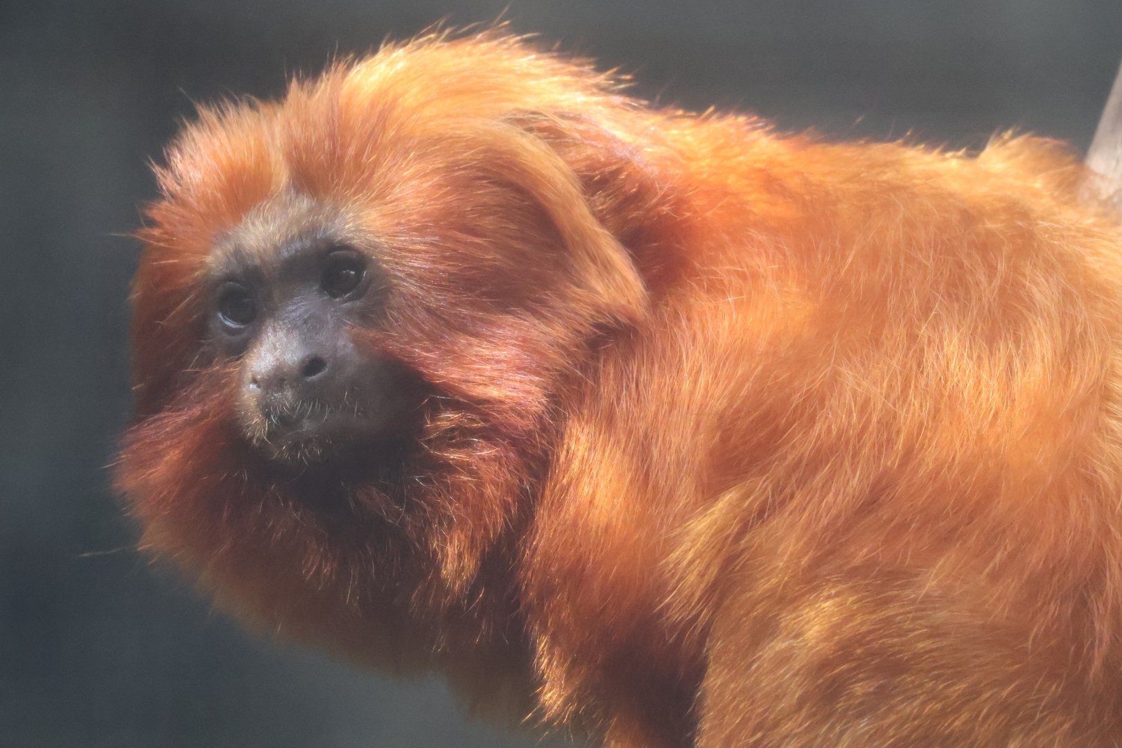 Golden lion tamarin