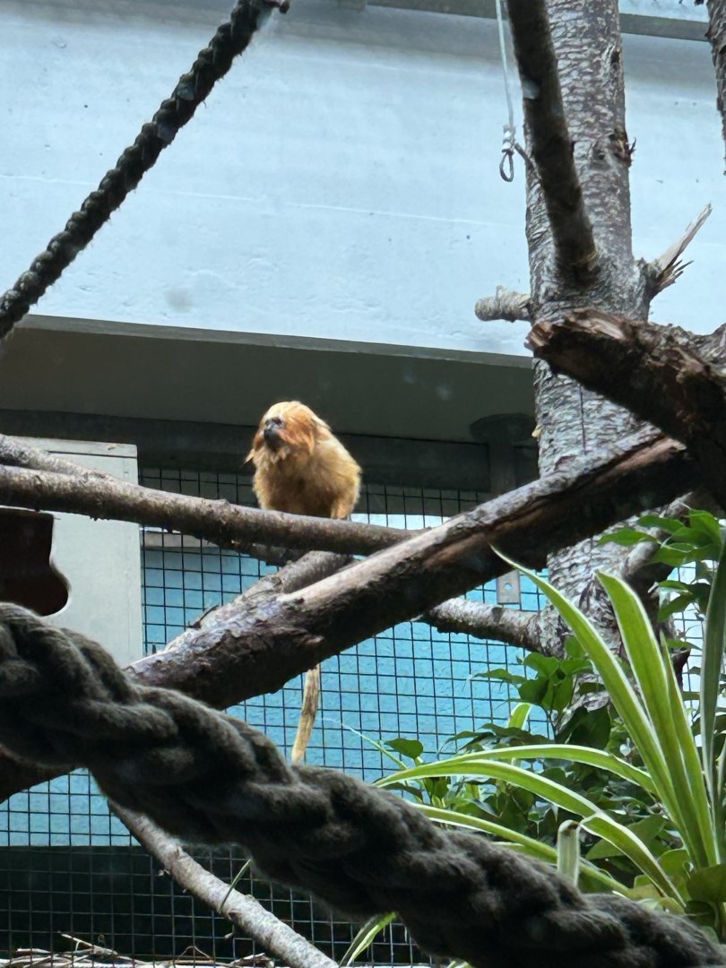 Golden lion tamarin